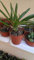 Portal Cool PACHYPODIUM LAMEREI Vaso Succulente 8.5 CMS Palma de Madagascar
