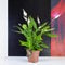 1 Peace Lily Spathiphyllum Flower Indoor Plant in 12cm Pot, 45-50cm Tall Natural Air Cleaner for Your House Office