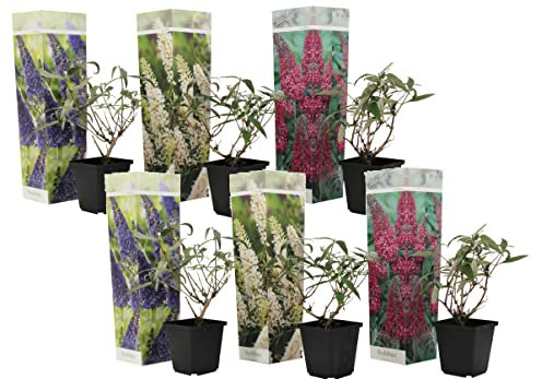 Plant in a Box - Buddleja Davidii Mix - 6 diferentes arbustos de mariposa - Maceta 9cm - Altura 25-40cm