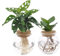Bolglas Duo Monstera Adansonii – Clusia – Ø 12 cm – 30 cm – 2 pezzi