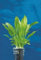 Dennerle-Plants Echinodorus grisebachii Amazonicus