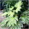 GrowOn Shrubs Fatsia Japonica Japanese Aralia 'Spider's Web' | Evergreen Shrub | Outdoor Garden Ready Plant