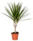 Bloomique - Dracaena Marginata - Drachenbaum - Zimmerpflanzen - Pflegeleicht - Luftreinigend - Höhe 30-40 cm - Topf 12 cm