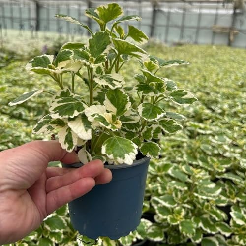 Plectranthus 'Variegata' grün-weiß, Topf -Ø 12 cm, 6 Pflanzen