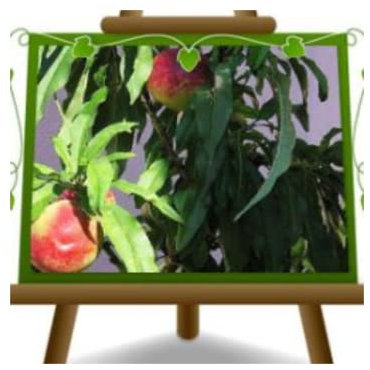 EURO PLANTS VIVAI Pesco Nano Pianta da Frutto su Vaso ø 24/26 cm - Altezza 80~100 cm - Età 4 Anni