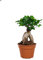 PLNTS - Ficus Ginseng - Zimmerpflanzen, Pflanzen Echt, Nachhaltige Verpackung - Höhe 65cm - Direkt von der Gärtnerei