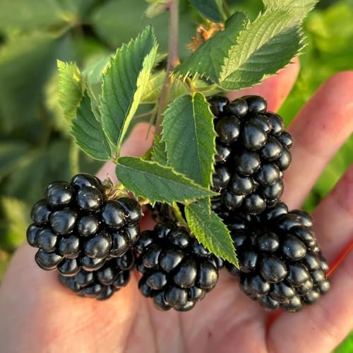 semillas de zarzamora, Decoración de jardín para exteriores semillas orgánicas para balcón de invernadero Plantas de fruta fresca en macetas al aire libre resistentes Plantas de 50pcs