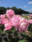 Rosa Rosengräfin Marie Henriette ® - Stammrose - Kordes Rose - Parfuma Rose - ADR Rose