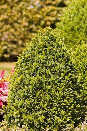 Buxus sempervirens 'Arborescens' 4er-Set, Echter Buchsbaum, Winterhart & Immergrün, 60-80cm, mB (mit Ballen)