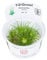 Tropica 1-2-Grow! Eriocaulon cinereum 1 Stück