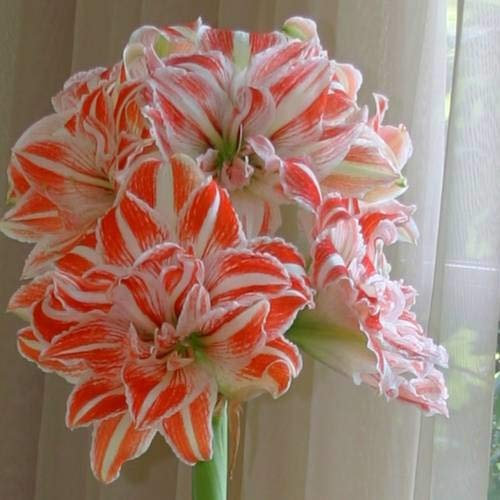 Amaryllis Dancing Queen 24/26-1 blumenzwiebel