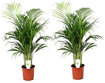 Plant in a Box - Dypsis Lutescens - Set de 2 - Plantes d'intérieur - Palmier Areca - Palmier Papillon - Pot 21cm - Hauteur 100-120cm