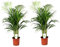 Plant in a Box - Dypsis Lutescens - Set de 2 - Plantes d'intérieur - Palmier Areca - Palmier Papillon - Pot 21cm - Hauteur 100-120cm
