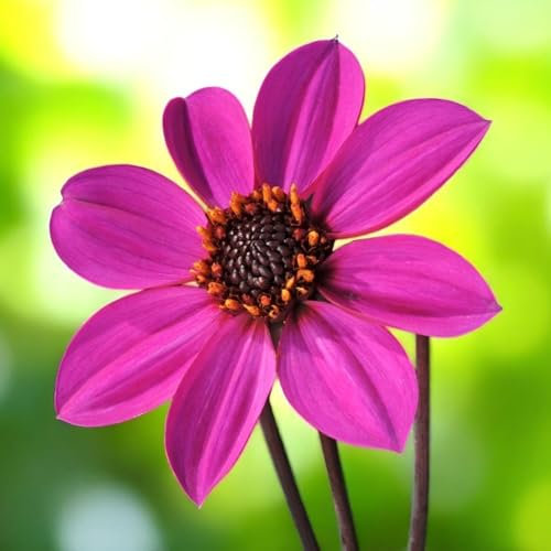 Carbeth Plants Dahlia Happy Days Purple Plant 3 x 9cm Pot - Compact Dwarf Dahlia Flowering Perennial - Pollinator Friendly Garden Ready Shrubs - Perfect for Beds, Borders & Containers