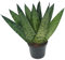 Bogenhanf (Sansevieria zeylanica), kompakt mit dunkelgrüner kräftiger Farbe, pflegeleichte Zimmerpflanze (Fan ca 25cm hoch im 9cm Topf)
