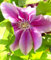 Waldrebe Clematis 'Dr. Ruppel' rosa/weiß gestreift 40-60 cm winterhart Freilandaufzucht