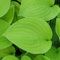 Blumixx Stauden Hosta Hybride 'August Moon' - Funkie, Herzblattlilie, im 1,0 Liter Topf, hellviolett blühend