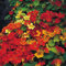 PREMIER SEEDS DIRECT - Flower Seeds - Nasturtium Climbing - Gleam HYBRIDS - 120 Finest Seeds