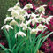 SchneeglöCkchen Blumenzwiebel,Schneeglöckchen Zwiebeln Winterhart,Schneeglöckchen Zwiebeln Winterhart,Gartenpflanze,Mehrjährig, Dekorativ,Zwiebelblume-10zwiebeln-C