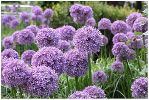 1 x Allium 'Globemaster' im 1 Liter Topf (Staude/Stauden/Mehrjährig/Winterhart) Riesen Zierlauch - Riesige Blütenkugeln für einen Wow-Effekt - Bienenfreundlich - Pflegeleicht - von Stauden Gänge