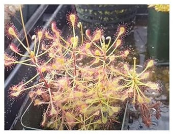 Pcs - 5x Drosera Madagascariensis Droséra Jardin Plantes - Graines B1356 - Seeds & Plants Shop by Ipsa