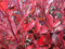 Pianta Photinia compacta