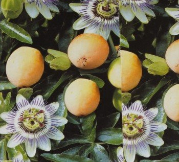 Passiflora edulis Passionsblomma Maracujua