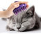 Cat Brush with Soft Rubber Pins, Washable Silicone Pet Brushes for Indoor Cats Grooming Shedding Massage Bath, Removes Hair Mats Tangles and Loose Fur for Short to Long Haired
