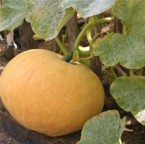 Frisches Französisch Erbstück Jaune GROS de Paris Kürbis Großer gelber - 15 Samen - Winter Squash