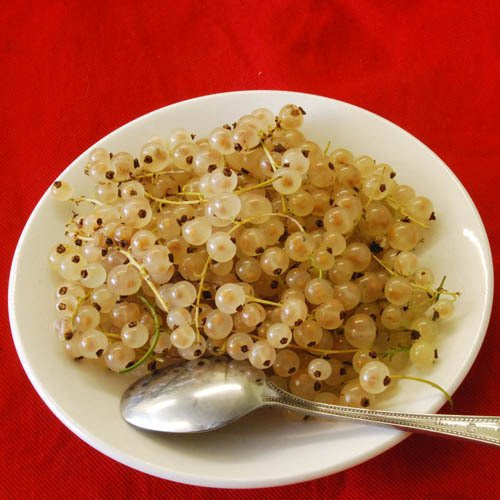 Plant World Seeds - White Currant (Ribes Rubrum Alba) Seeds (Berry Seeds)