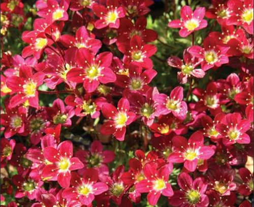 Red Saxifraga- Perennial Plants- in 13cm pots.