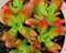 PLAT FIRM GERMINATIONSAMEN: Sukkulente lebende Pflanze - Crassula capitella 'Camp' - 2 Stecklinge