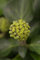 Hedera helix 'Arborescens' 40-50 cm - Strauch-Efeu, immergrün, ideal für Kübel und Rabatten, pflegeleicht, winterhart