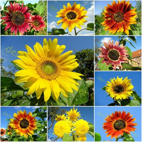 100 Samen prächtiger Sonnenblumen Mix Samen-Mischung mehr als 10 Sorten bunte Sonnenblume Sonnenblumensamen von der-kleine-gaertner