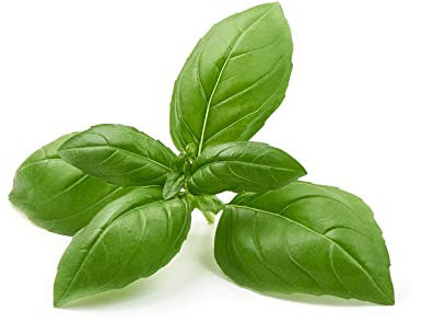 Herb Plants, Basil 'Sweet Genovese', 9 x Large Plug Plant Pack, Basil Plants, Basil Plug Plants, Garden Ready, Indoor or Outdoor, Premium Quality Herbs