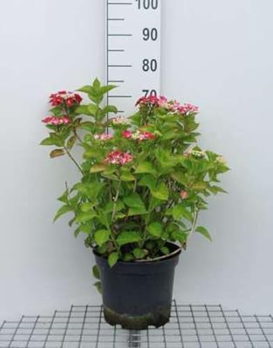Hydrangea 'Teller Red' (rood/rouge) - Hortensien 40-60 cm Container