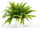 Helecho Green Lady Planta Natural de Interior y Exterior muy Resistente