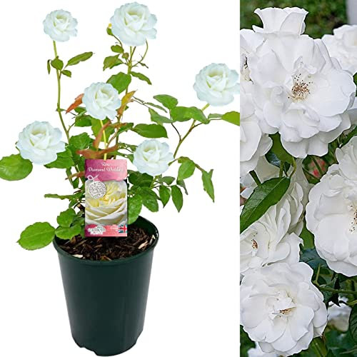 Diamond Wedding Rose Bush - 60th Wedding Anniversary Plant - Give a Living Gift (1 Plant with Plant Feed - ADD Plant Feed for £1 Promotes Bigger Flowers, Healthy Root System & Greener Foliage)