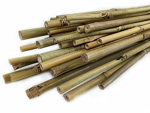 CULTIVERS Lot de 30 tuteurs pour plantes en canne en bambou 60 cm (Ø6/8 mm) Tuteur pour tomates, potager, arbres et tout type de plantes Tiges pour plantes Bambou naturel