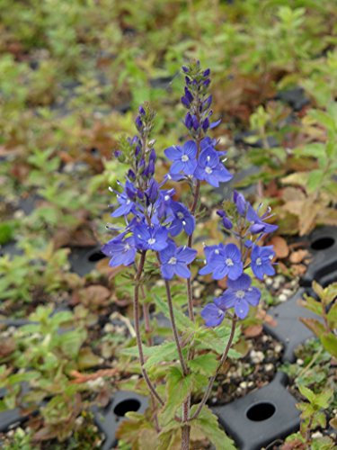 Veronica teucrium Königsblau - Großer Ehrenpreis, 6 Pflanzen im 5/6 cm Topf