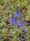 Veronica teucrium Königsblau - Großer Ehrenpreis, 6 Pflanzen im 5/6 cm Topf