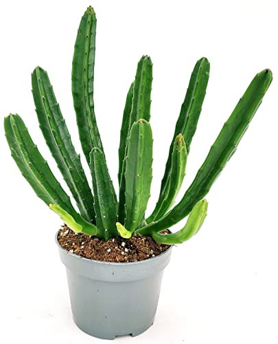 POWERS TO FLOWERS - STAPELIA VASO 12CM DIAMETRO, pianta vera