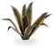 Gamers Grass Laser Plants Agave