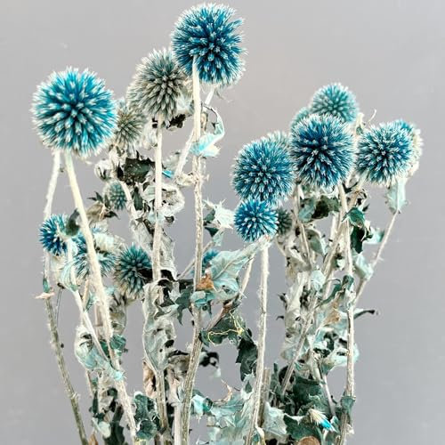 Bouquet di fiori di Echinops conservato, colore azzurro naturale, cardo naturale, 20 palline blu, pianeta Echinop, globo per matrimoni, feste bohémien, decorazione per la casa, composizioni floreali