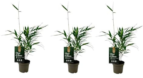 3 Stück Fargesia Robusta Pingwu Bambus, ca. 30 cm – Winterhart, Immergrün, Ideal als Sichtschutz für Garten & Terrasse