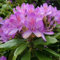 Rhododendron ponticum - Rhododendron ponticum' - 40-50 cm Topf