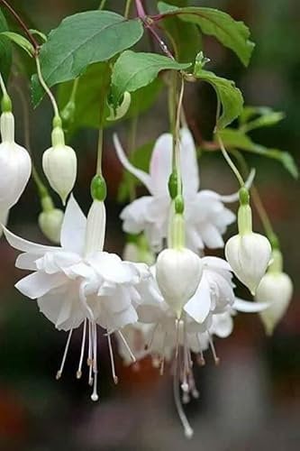 Ponak Neue 100 Stück Fuchsien Blumensamen Weiß