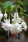 Ponak Neue 100 Stück Fuchsien Blumensamen Weiß