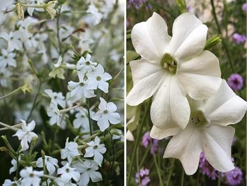 Jasmine Tobacco Nicotiana Alata Grandiflora 500+ Seeds Scented