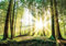 ForWall - Vlies Fototapete Wald Sonnenuntergang Natur Bäume Landschaft 368x254 cm - Fototapeten - Tapeten - für Wohnzimmer Schlafzimmer - Vliestapete Wandtapete Tapete 3D Effekt- inkl. Kleister